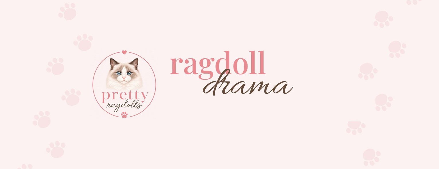 Ragdoll Drama, part of Pretty Ragdolls