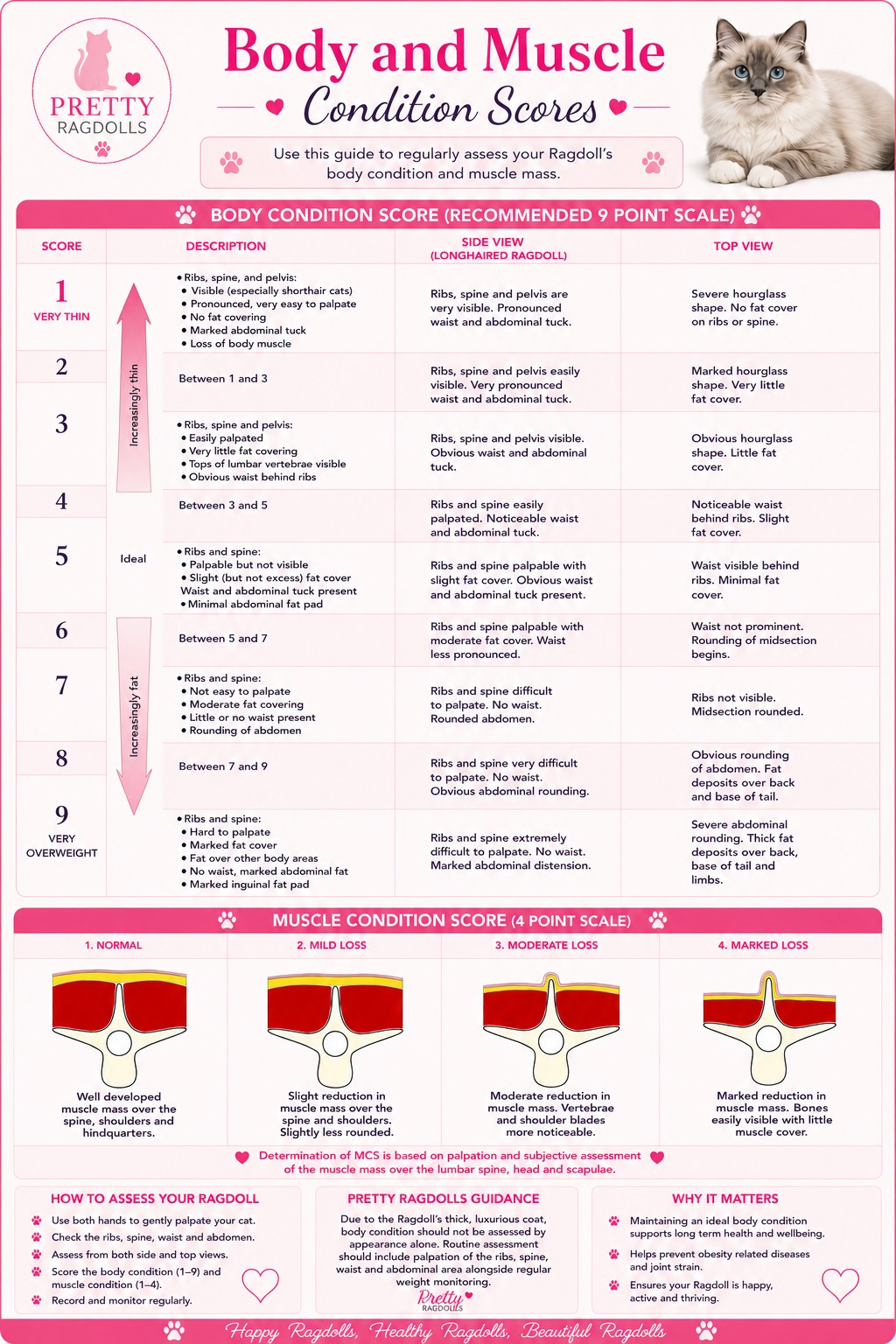 Pretty Ragdolls Body and Muscle Condition Scores chart, showing the nine point body condition scale with side and top views for a longhaired Ragdoll, and the four point muscle condition scale