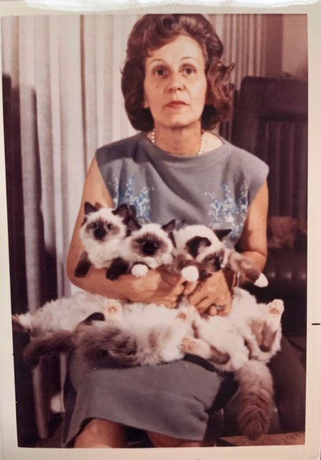 A vintage photograph from the Ragdoll's founding era in 1960s California, an armful of early Ragdolls