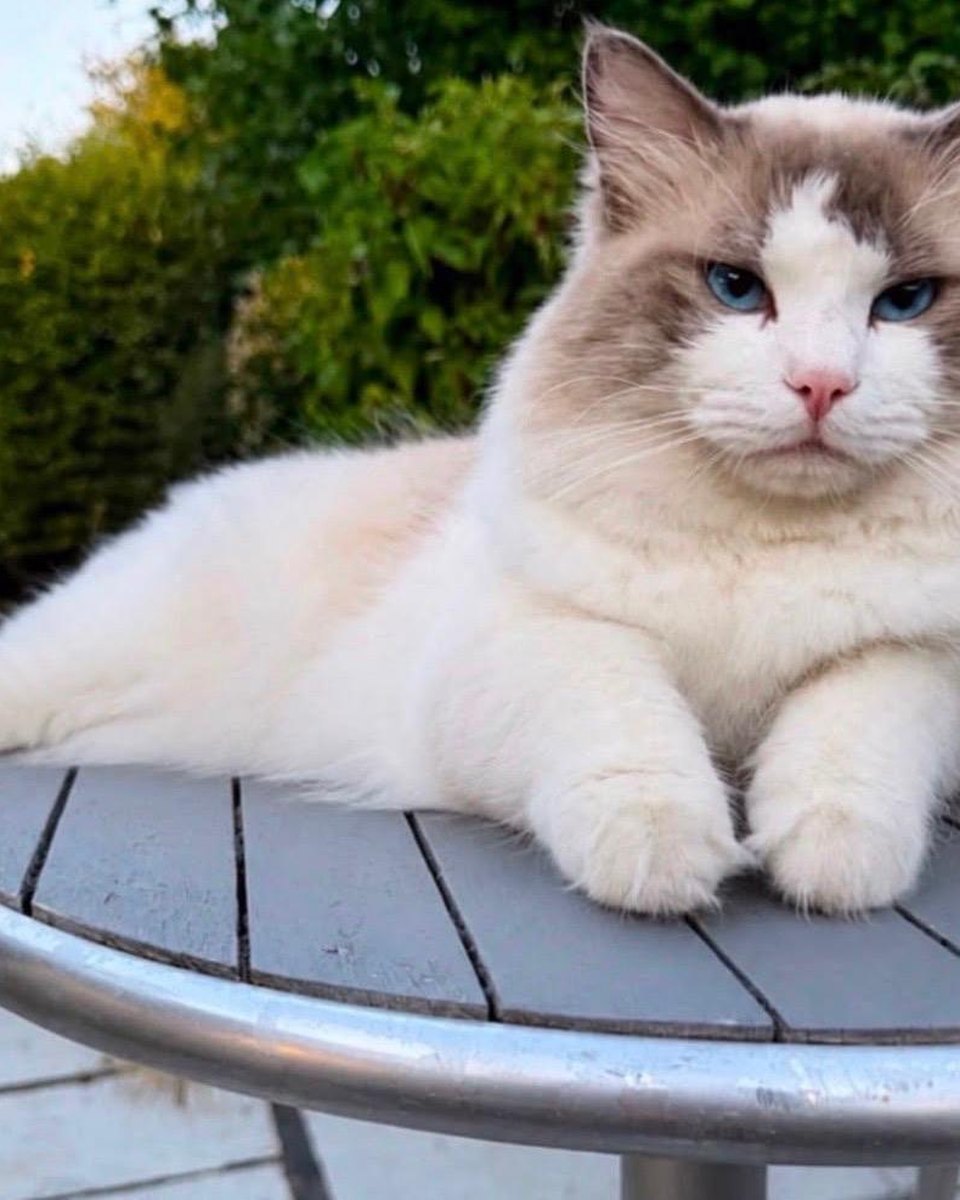 Aqua, stud at Pretty Ragdolls