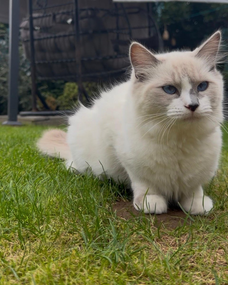Boo, rising girl at Pretty Ragdolls