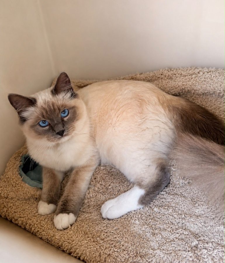 Clover, rising girl at Pretty Ragdolls