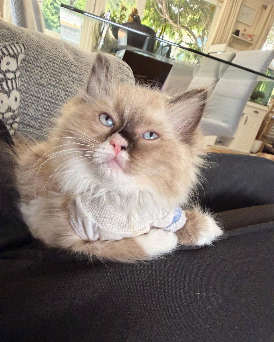 Daisy, rising girl at Pretty Ragdolls