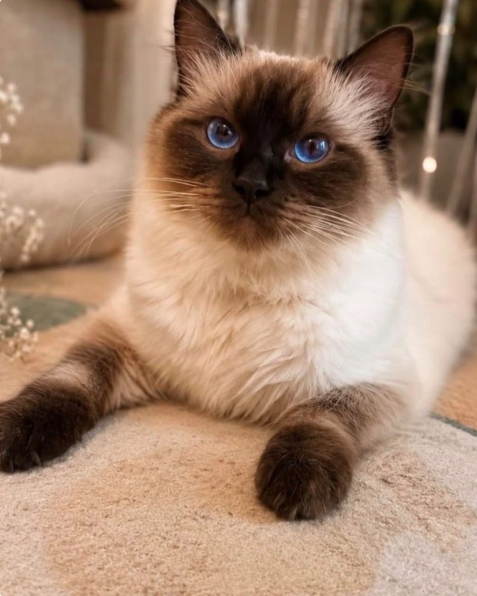 Dorothy, queen at Pretty Ragdolls
