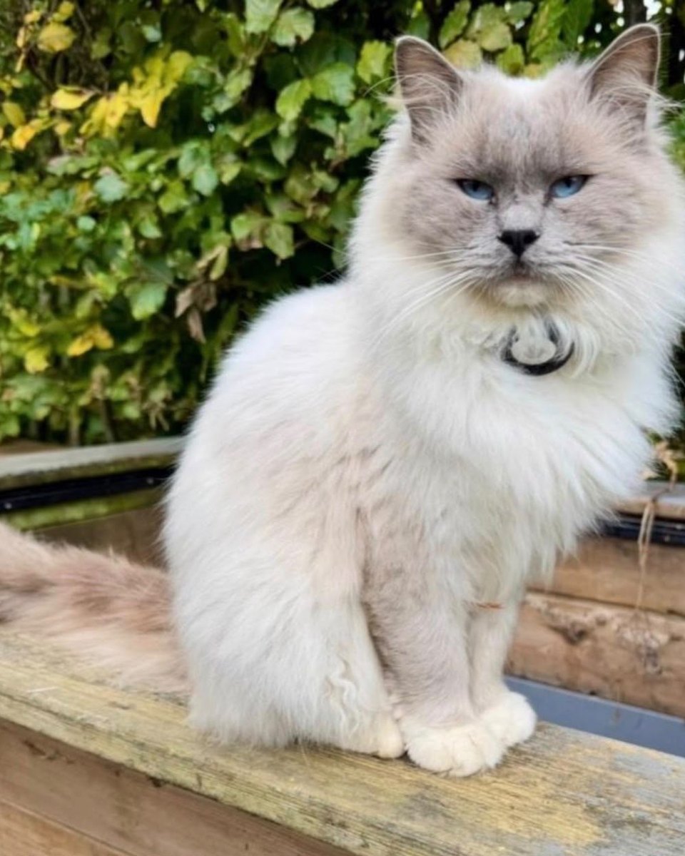 Dunston, stud at Pretty Ragdolls
