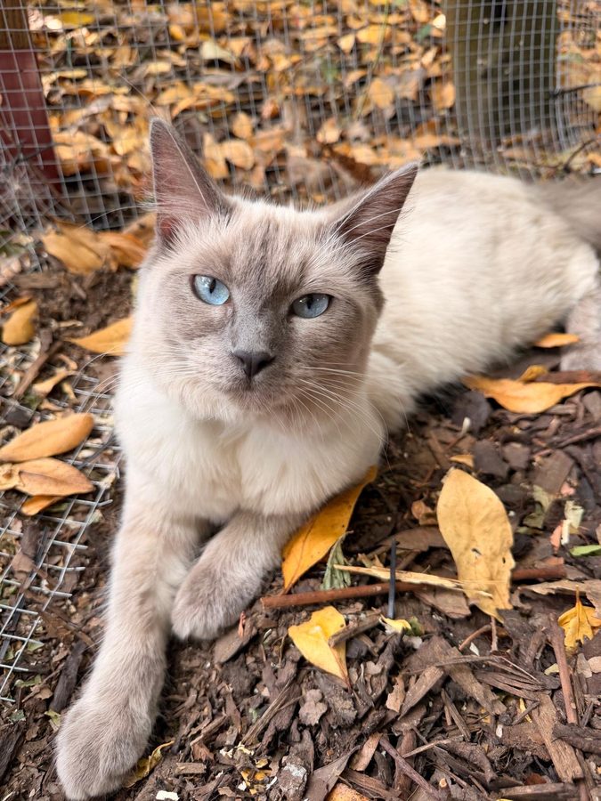 Fifi, queen at Pretty Ragdolls