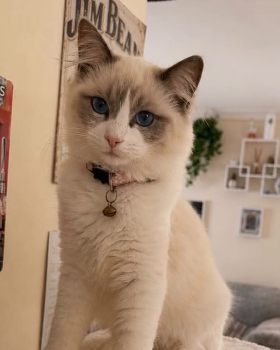 Kitty, rising girl at Pretty Ragdolls