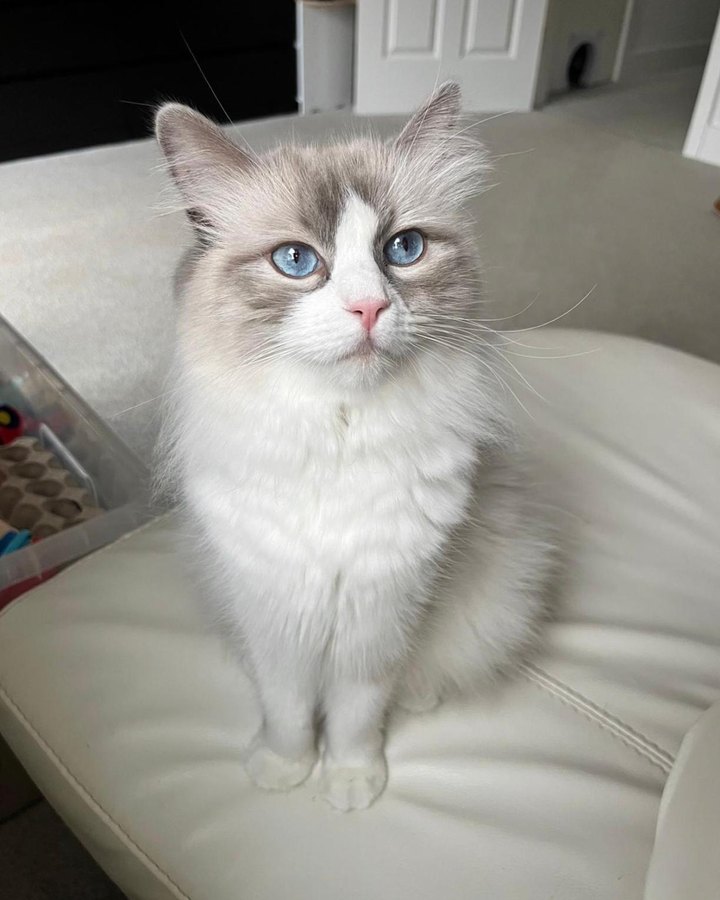 Marshmallow, queen at Pretty Ragdolls