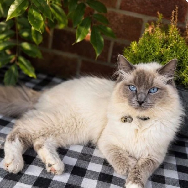 Milkyway, mother of the Fairytale Litter