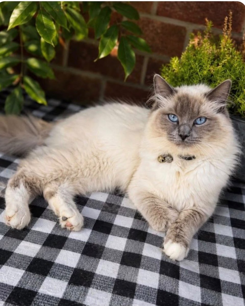 Milkyway, queen at Pretty Ragdolls