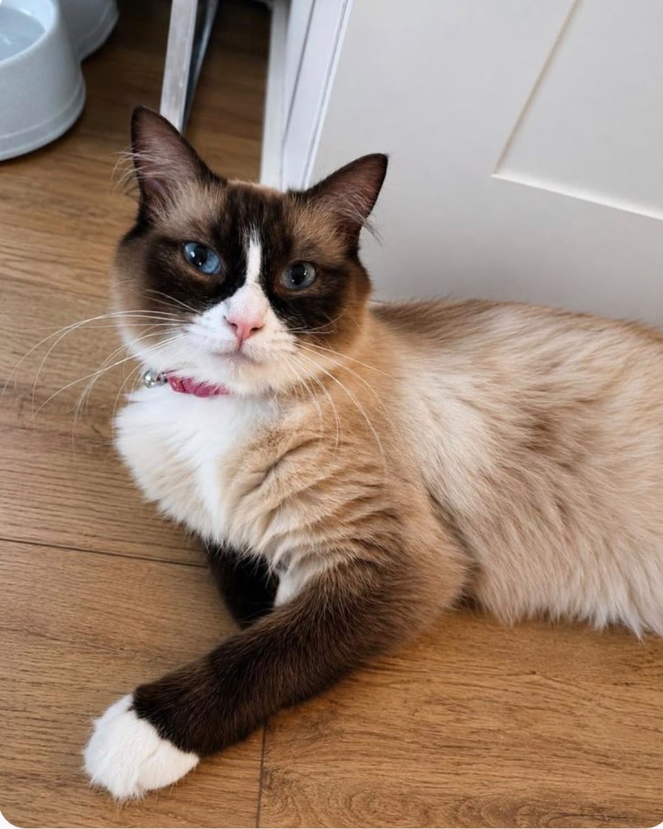 Pulaski, queen at Pretty Ragdolls
