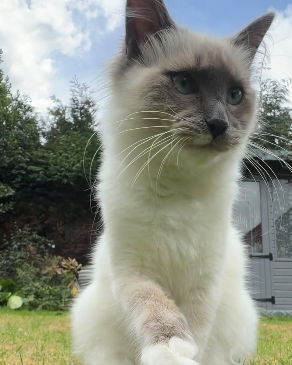 Skye, rising girl at Pretty Ragdolls
