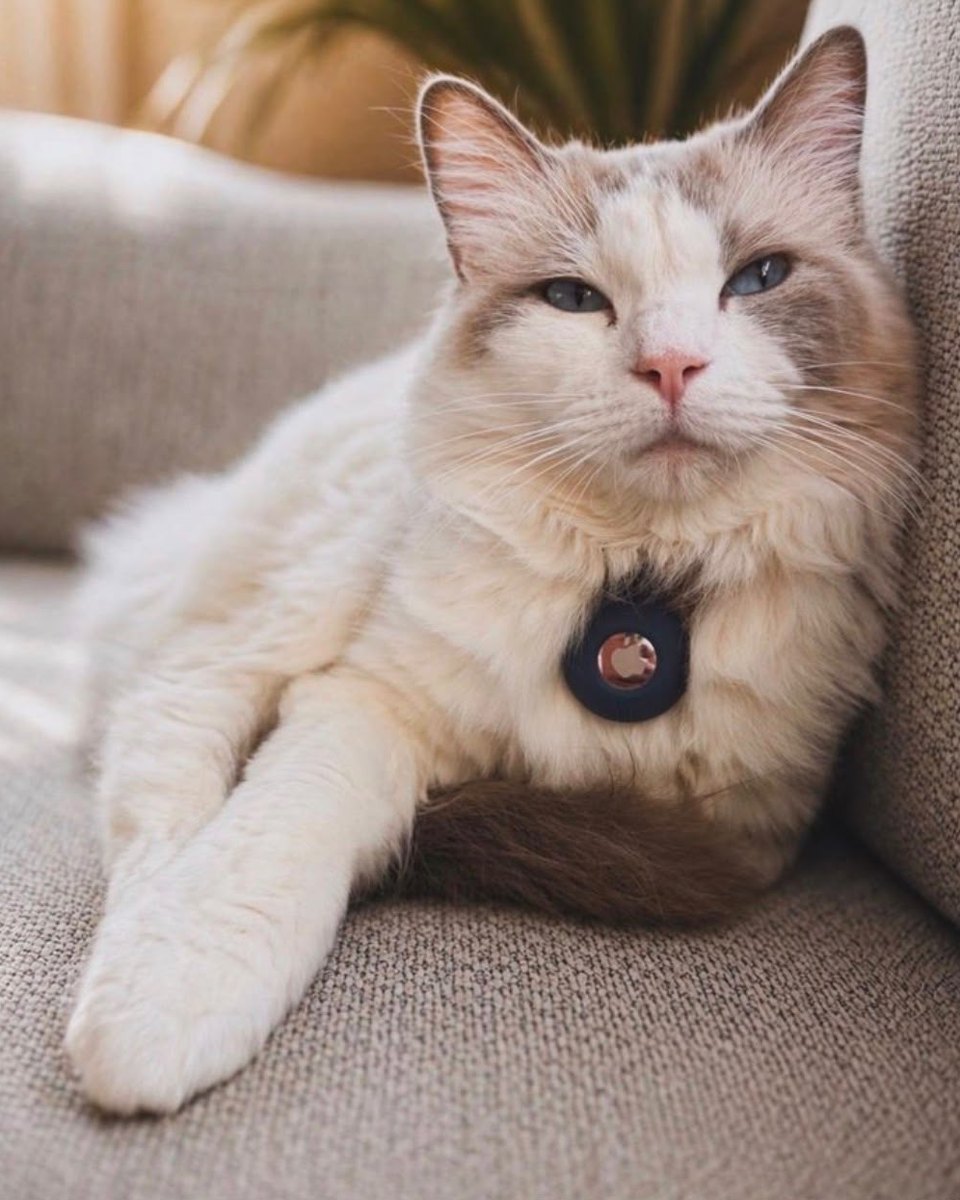 Snowflake, queen at Pretty Ragdolls