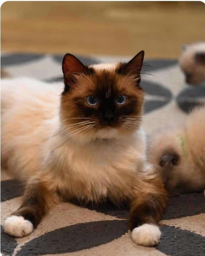 Tennessee, queen at Pretty Ragdolls