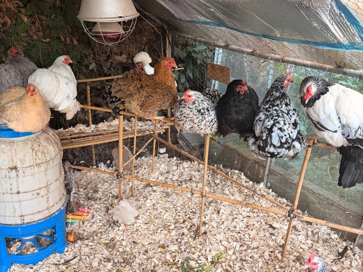A mixed flock of bantam hens on their perch in a covered run