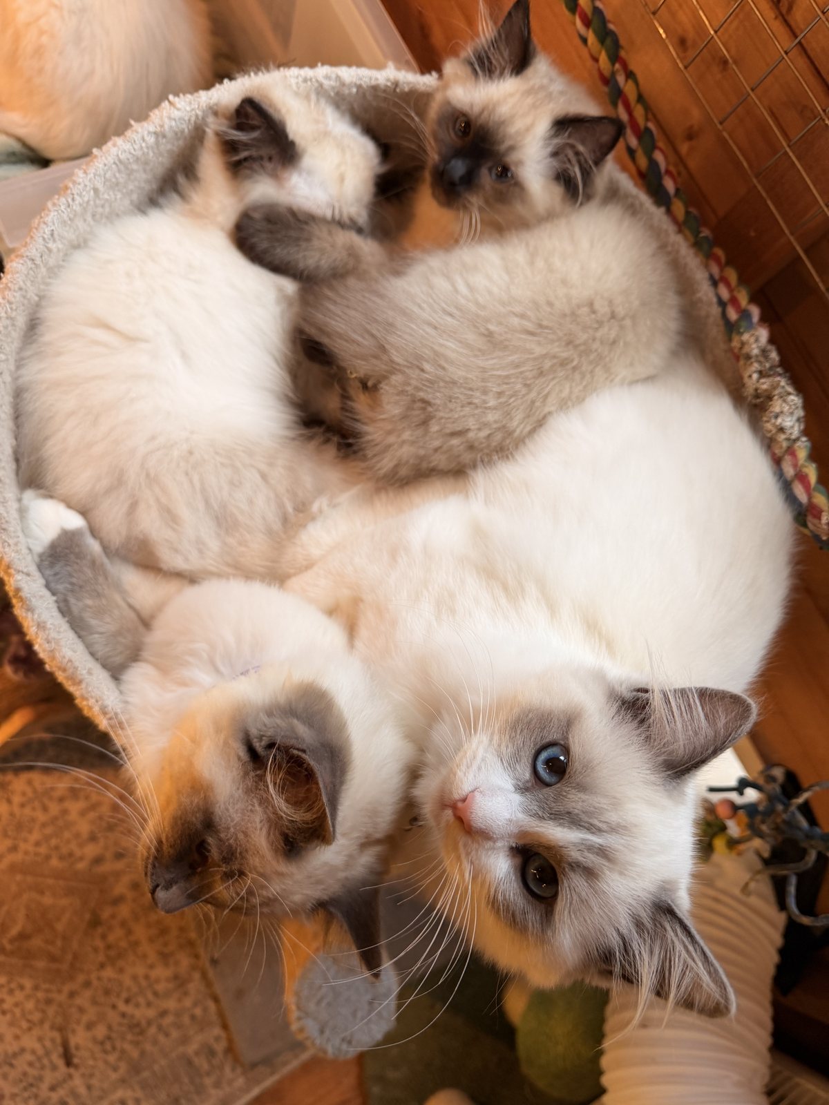 Four of the colony piled into the basket at the top of the cat tree