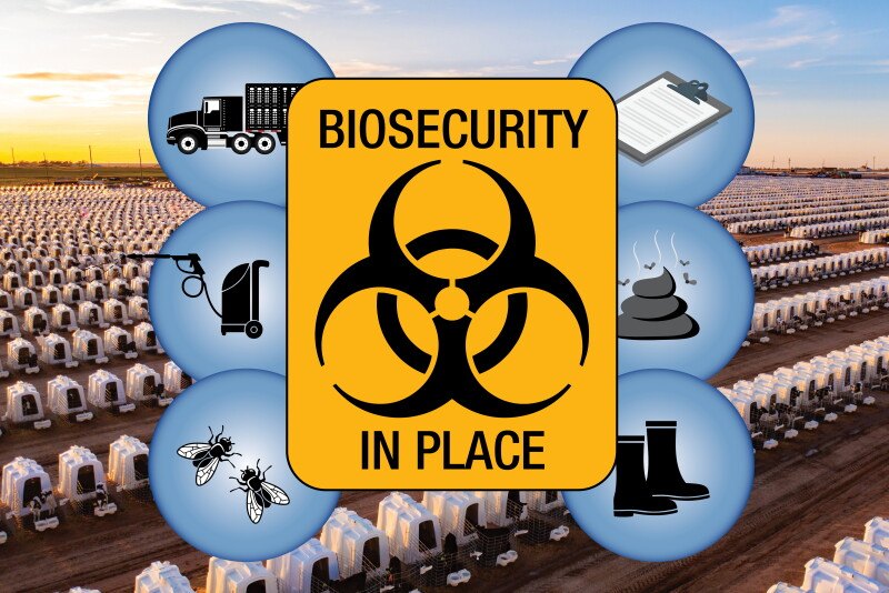 Biosecurity in place: transport, disinfection, pest control, boot hygiene and waste, all managed as a system