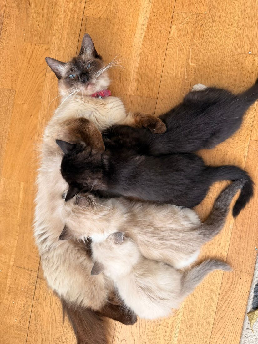 One of our queens contentedly nursing kittens from another litter, communal rearing in action