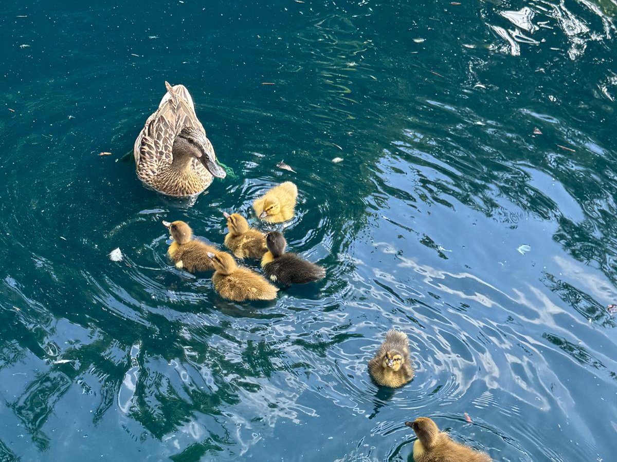 A mallard hen with her ducklings on the pond