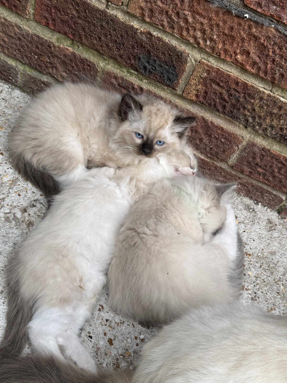 A heap of littermates: company comes built in