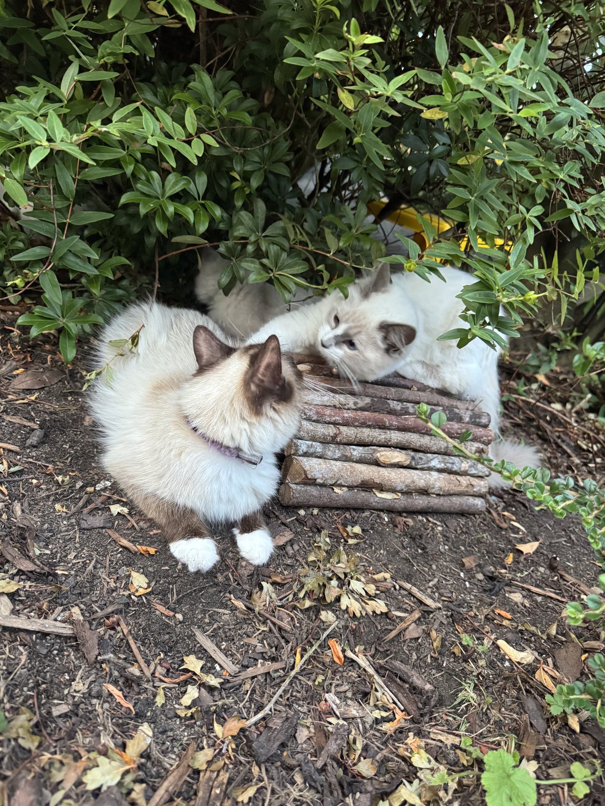 Colony cats together at the log pile in the enclosed garden