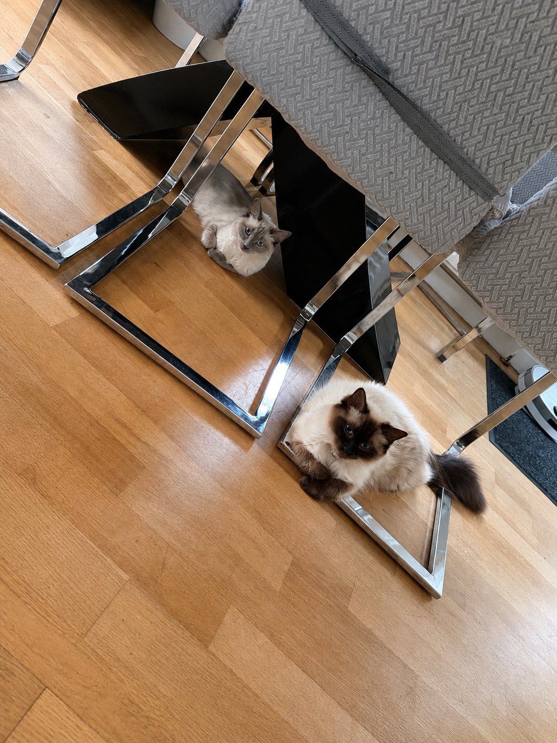 Two of the colony sharing the space under the dining table