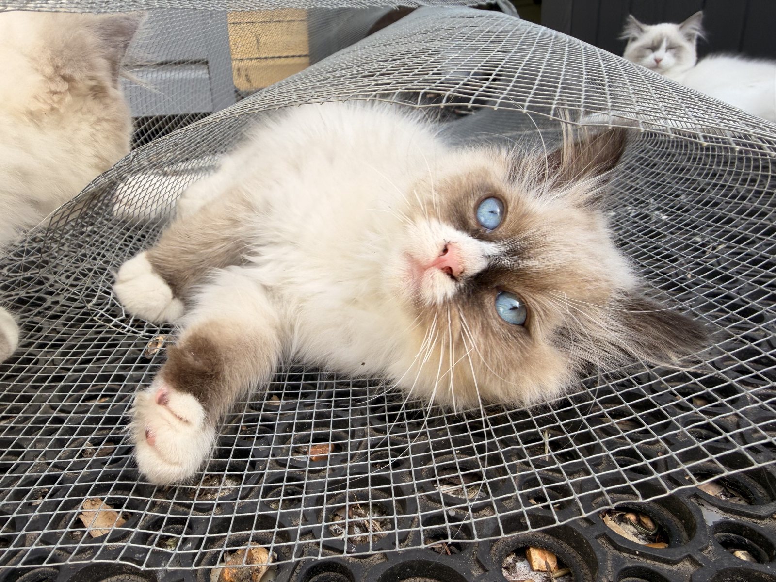 A colony kitten flopped upside down on the catio hammock, family close by
