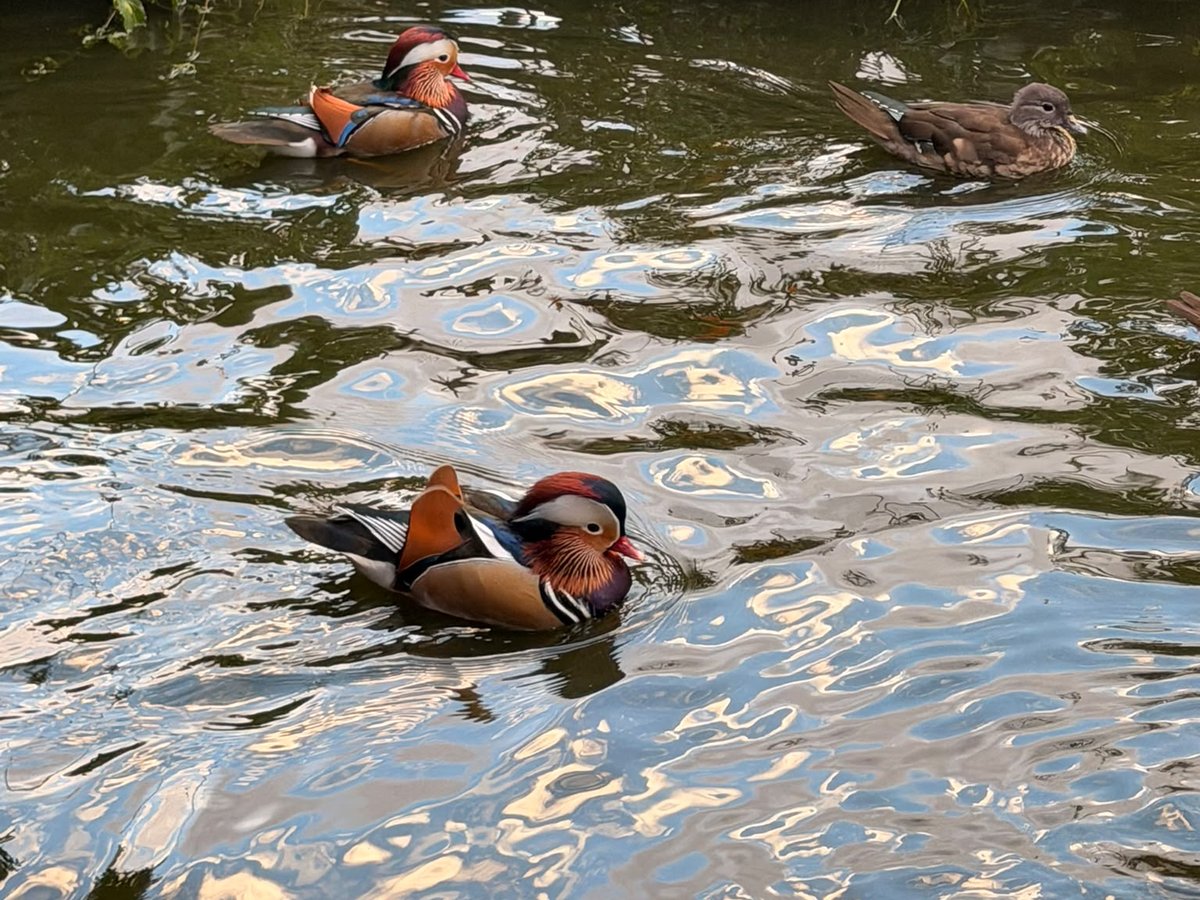 Two Mandarin drakes and a hen on the pond