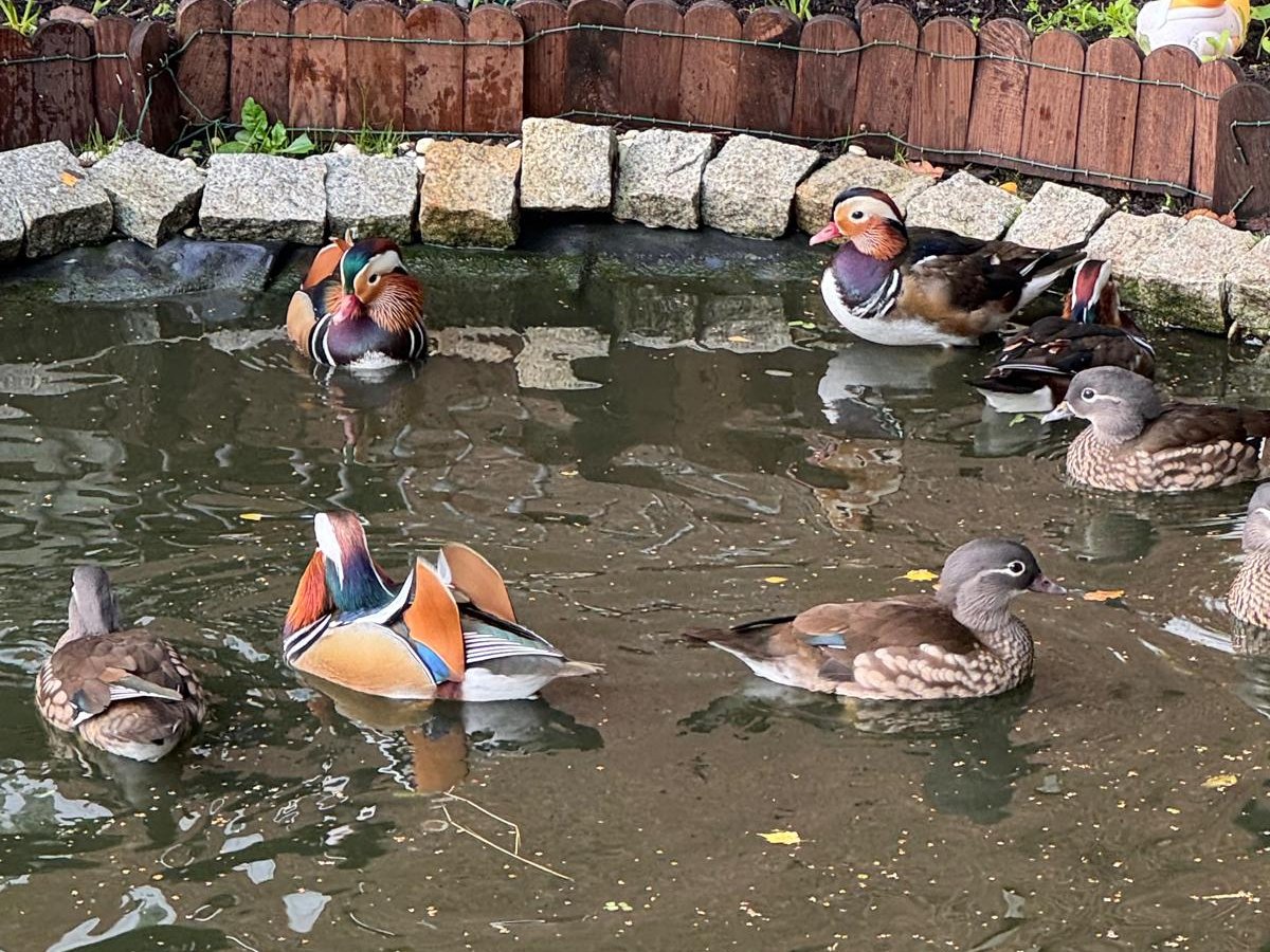 Mandarin ducks on the garden pond, the drakes in full colour