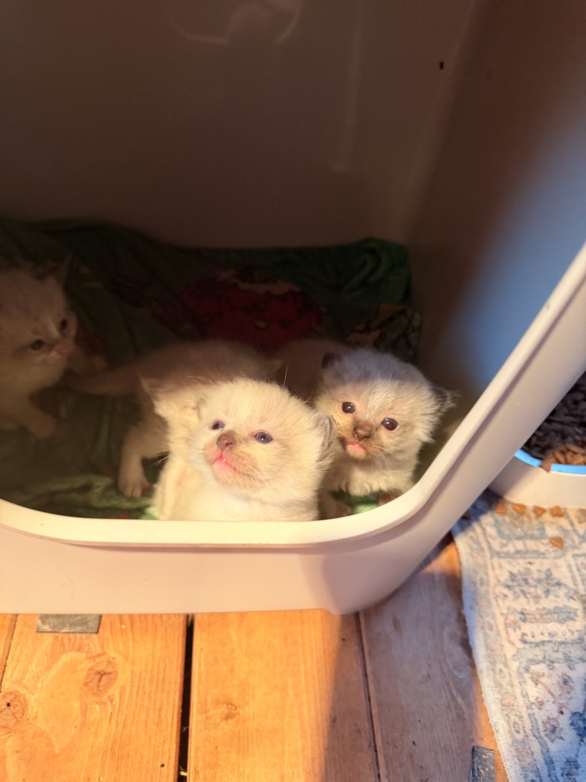 Newborn kittens tucked into the nursery, days old and thriving