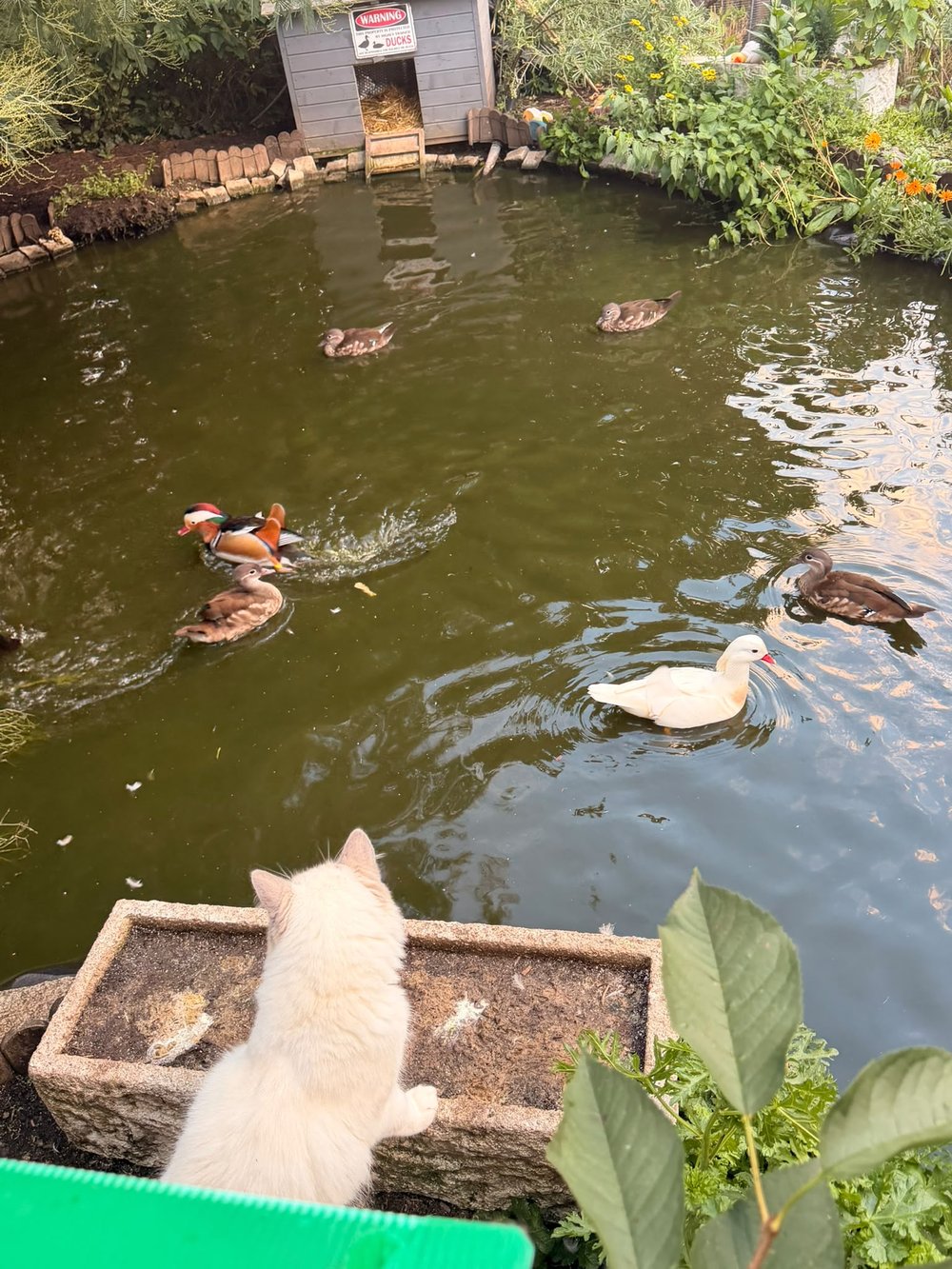 A cream Ragdoll watching the ducks from a planter at the edge of the pond