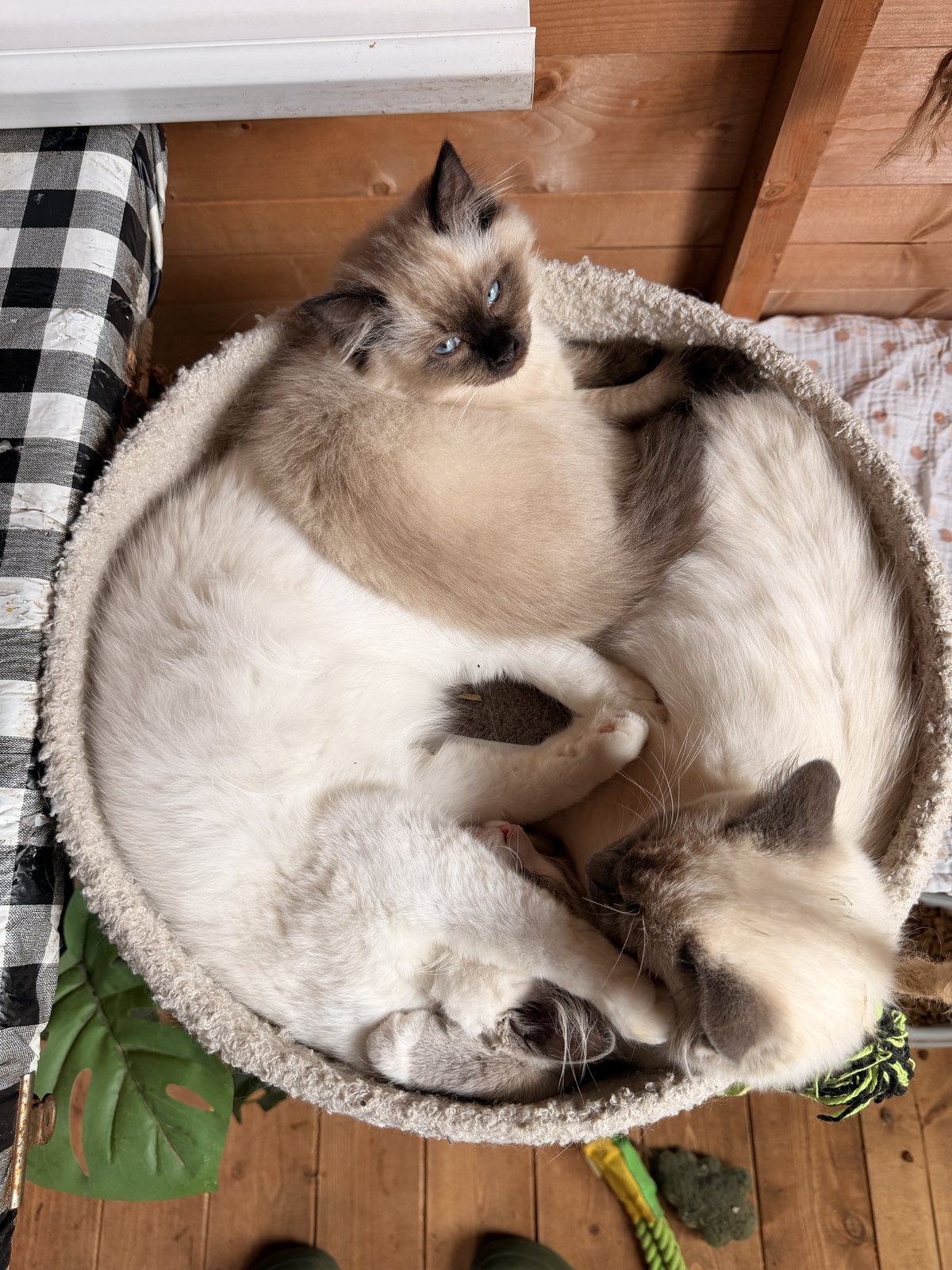 Four colony cats asleep in one heap, the group scent lovingly maintained