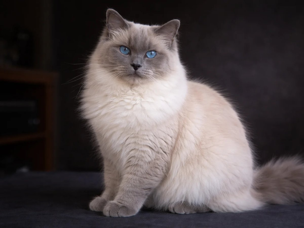 A blue point Ragdoll cat