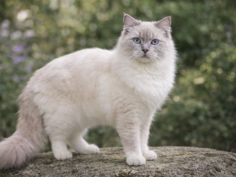 A lilac point Ragdoll cat