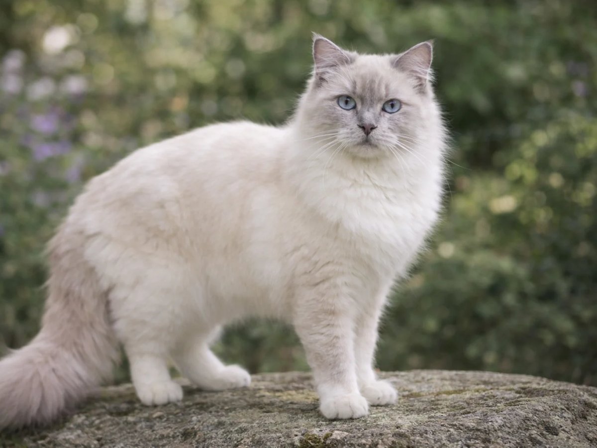 A lilac point Ragdoll cat