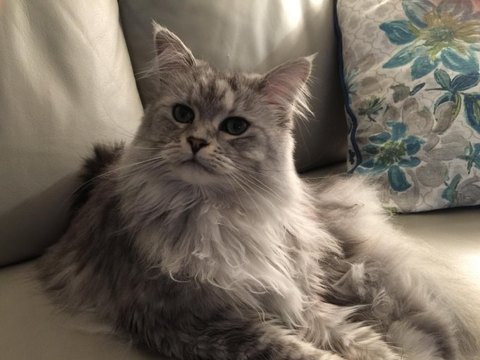 A silver Ragcoon, Ragdoll cross Maine Coon