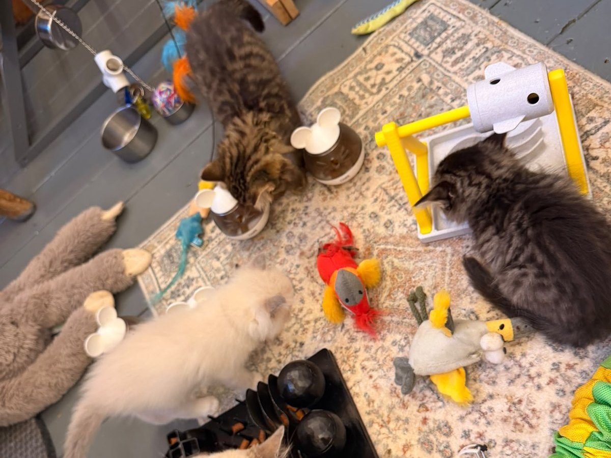 Ragdoll kittens working the treat puzzle toys and activity tray together