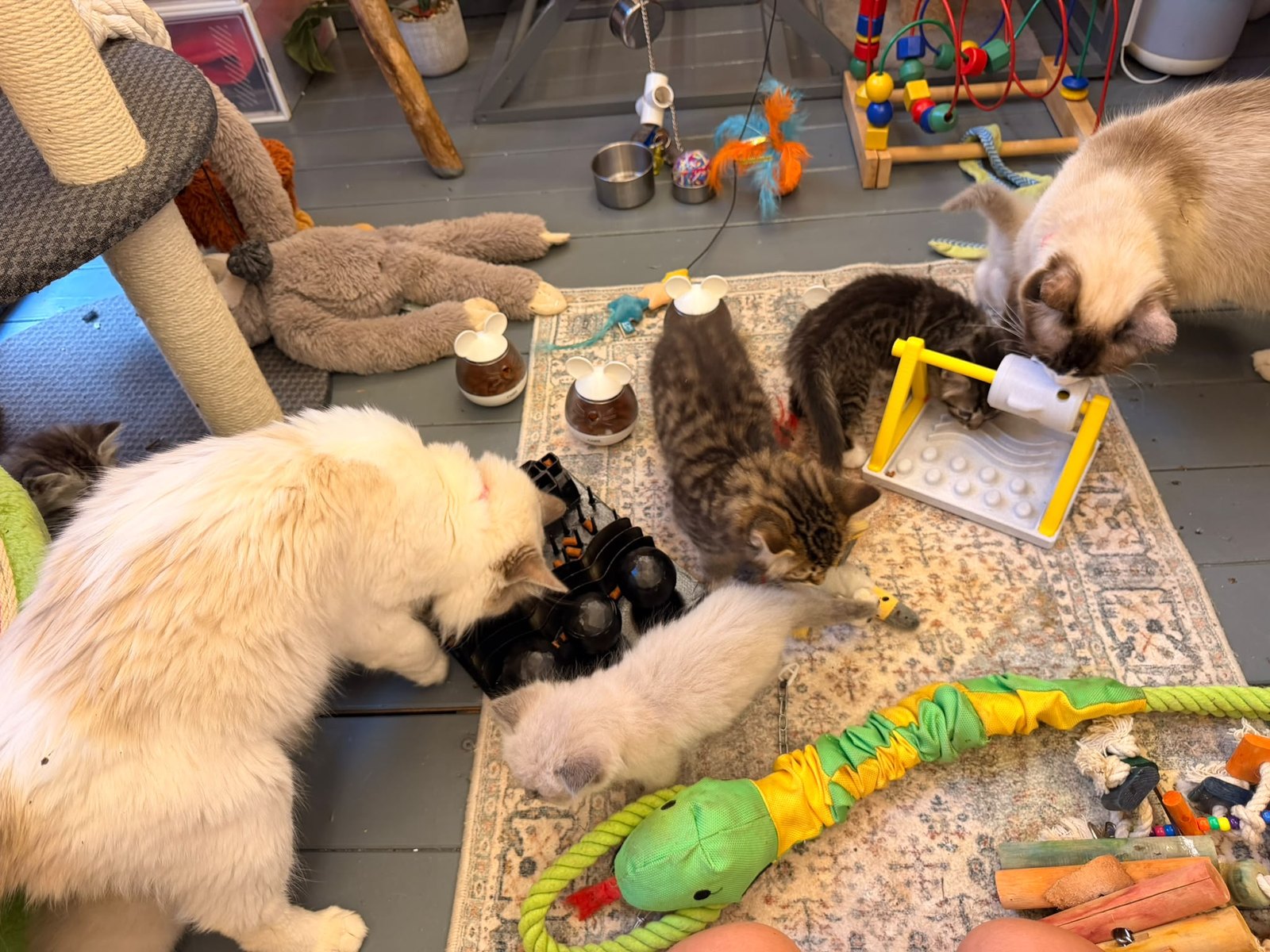 Our Ragdoll kittens and their mums surrounded by interactive toys at enrichment time