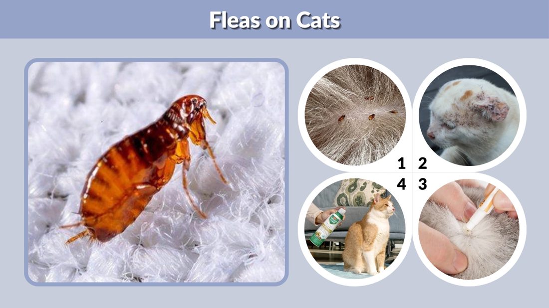Fleas on cats: the flea itself, flea dirt in fur, flea allergy skin damage, and spot on treatment being applied