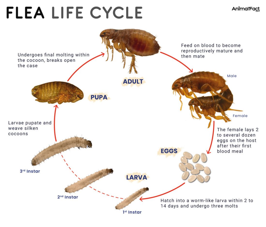 The flea life cycle: eggs, larva, pupa and adult, and why treatment has to outlast the cocoon stage