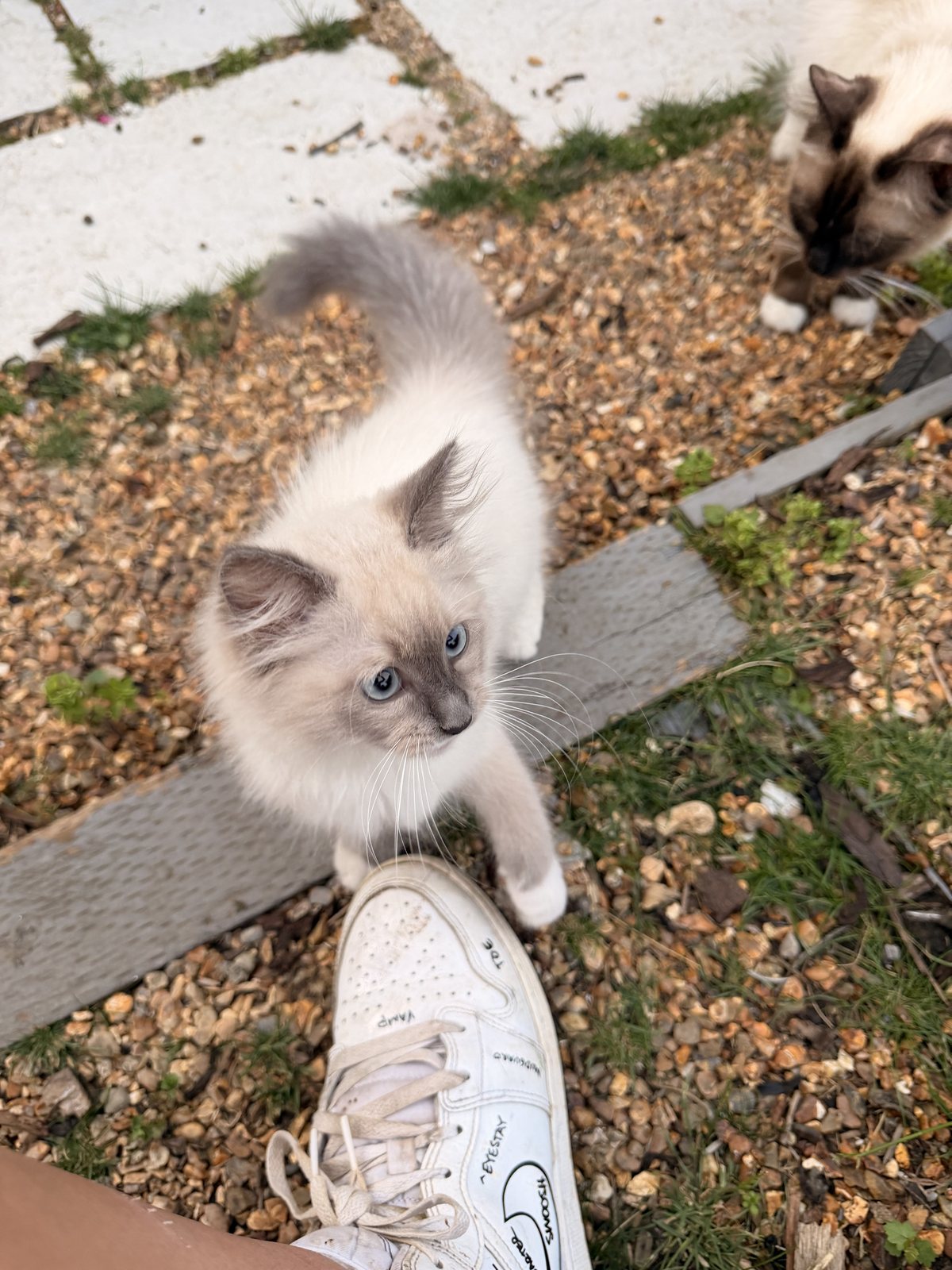 A Ragdoll cat exploring shelves inside a secure mesh catio in a garden
