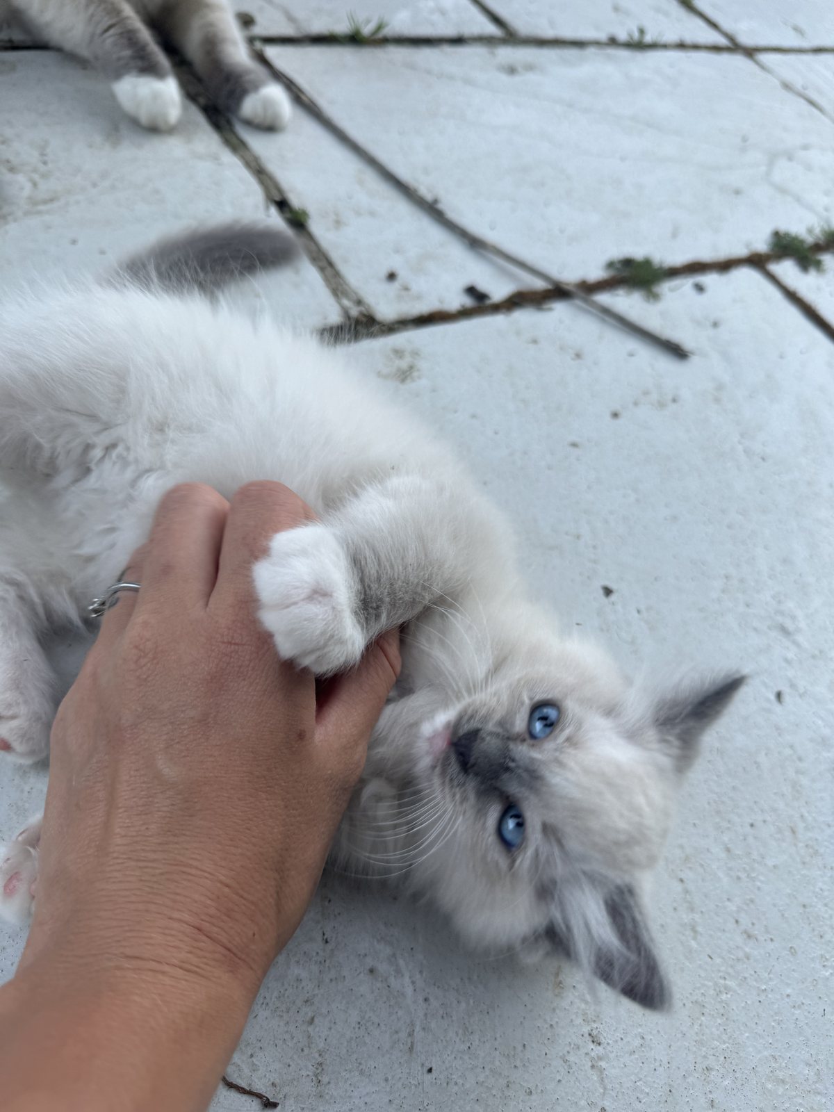 A young child sitting on the floor gently offering a hand to a Ragdoll kitten