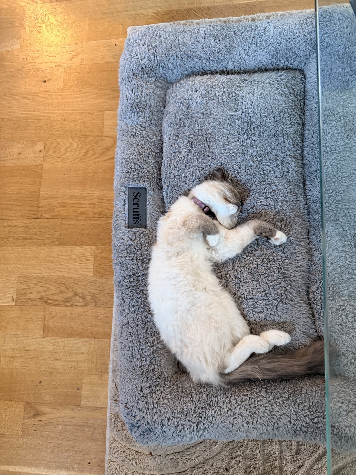 Two of our Ragdoll cats relaxing together on a colony room shelf at home