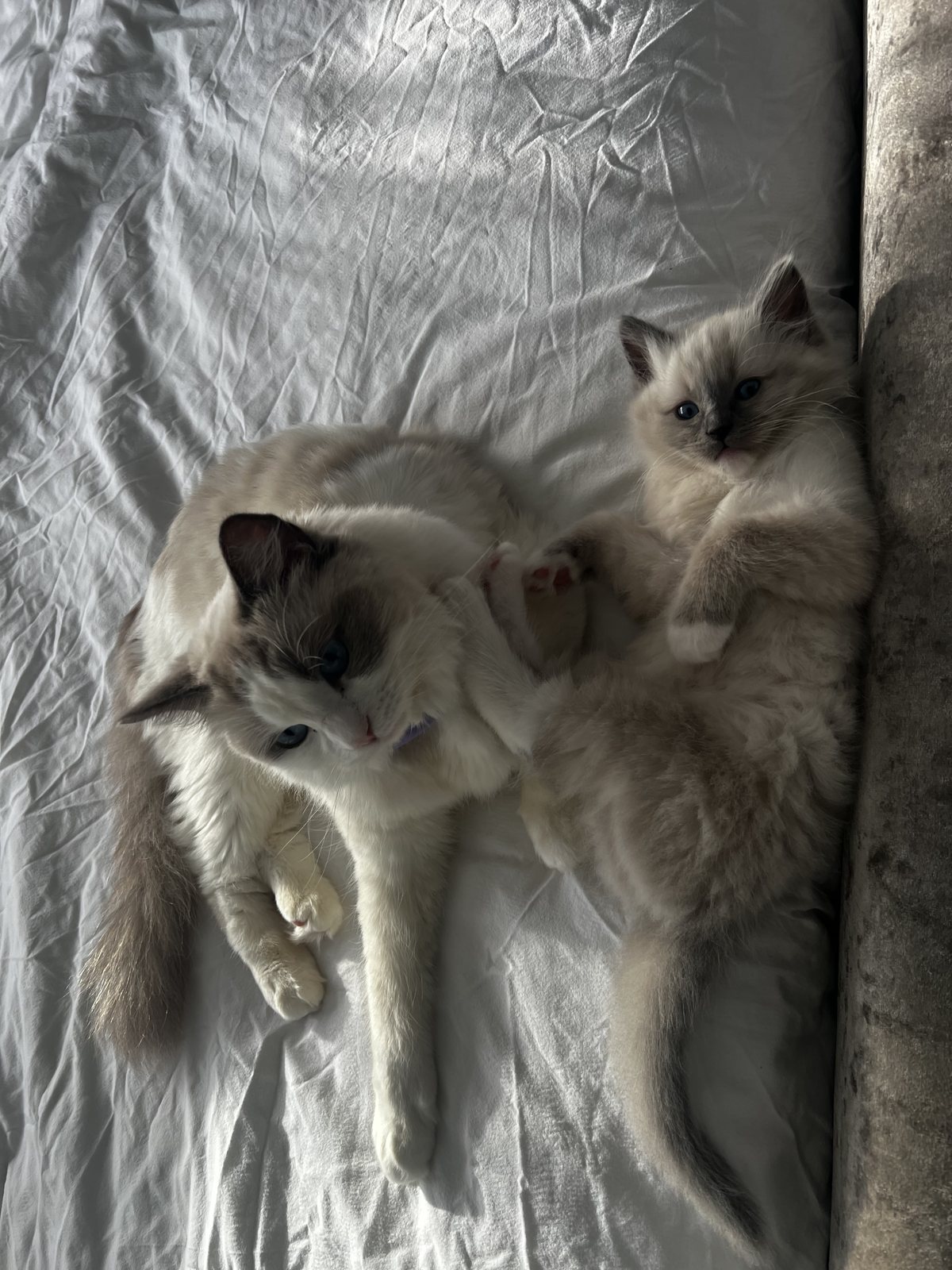 A queen and her kitten, the very start of the curriculum