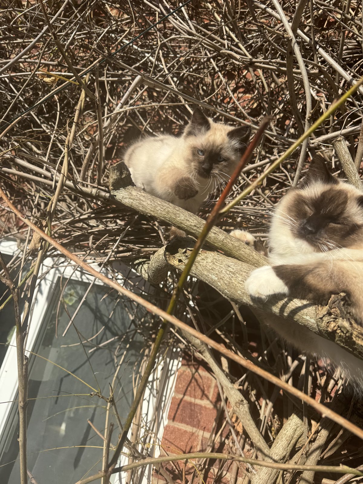 Territory in three dimensions: two of the colony up in the garden climber