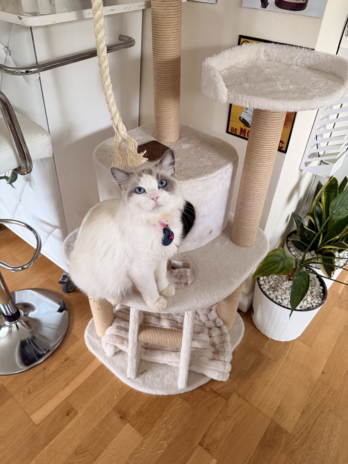 A cat resting on a wall mounted shelf beside a sunny window in a living room