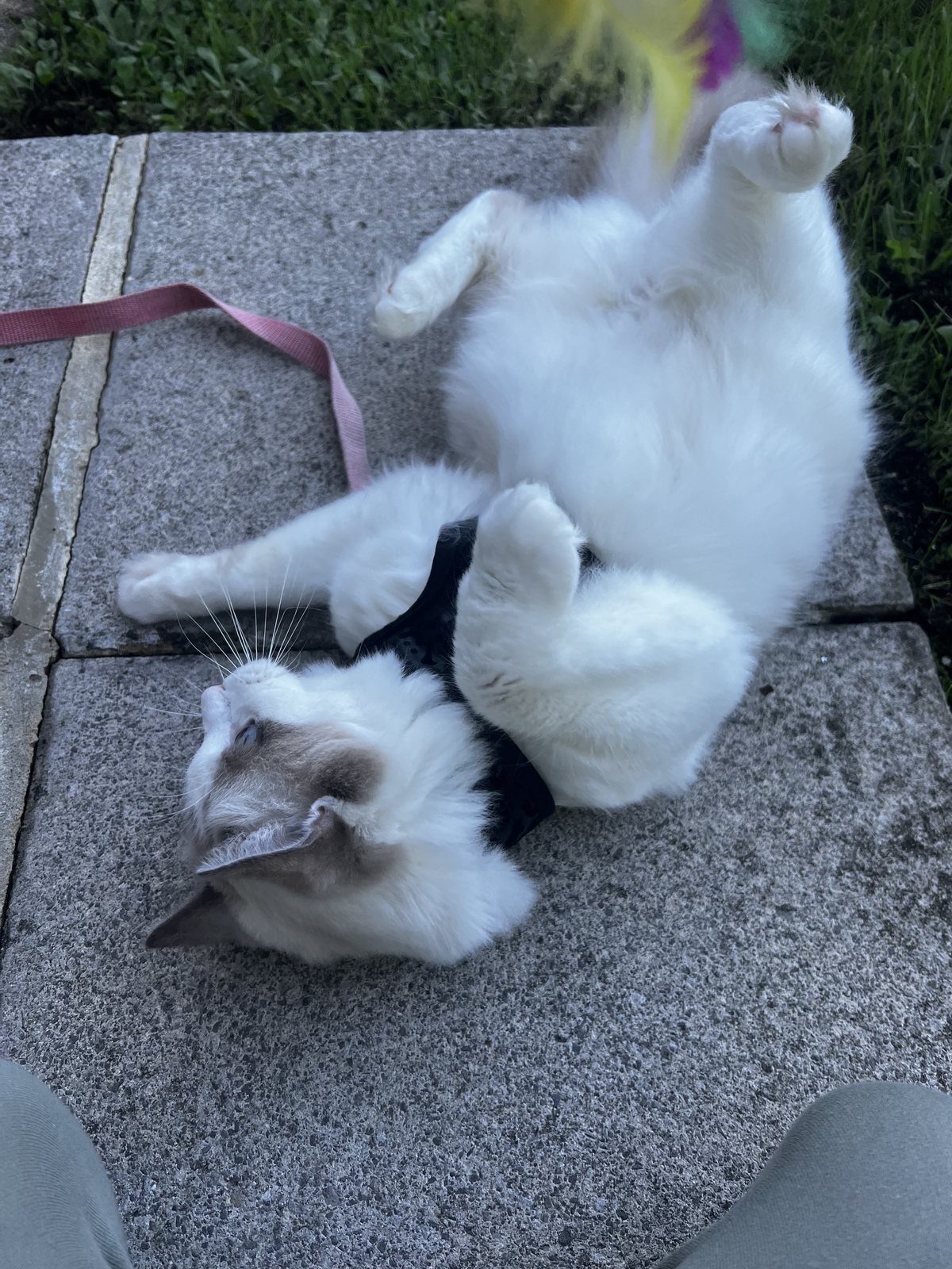 Safe outside time: harness on, belly up, not a care in the world