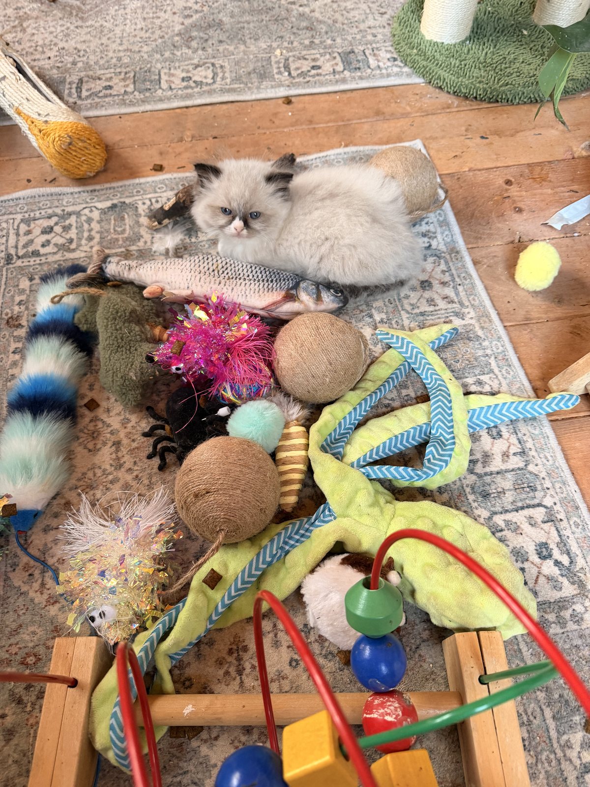 A kitten surveying a mountain of toys, wand set included