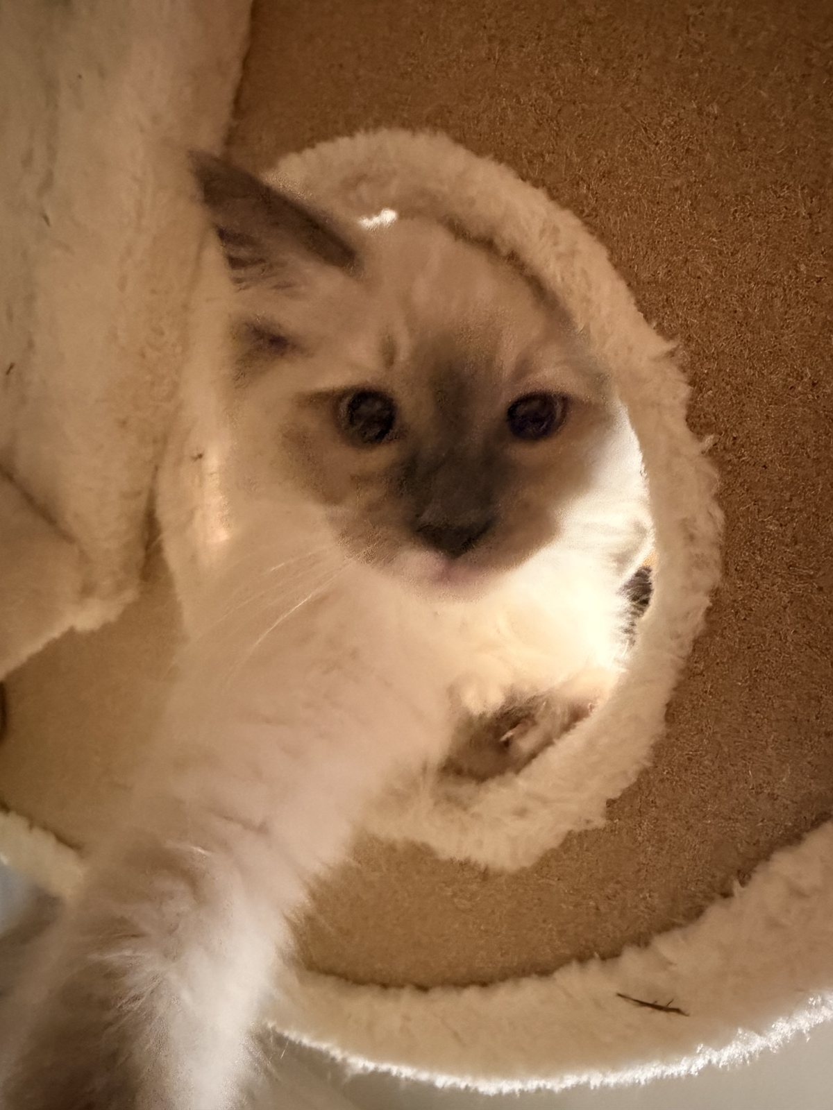 A kitten peeking through the cat tree tunnel mid game