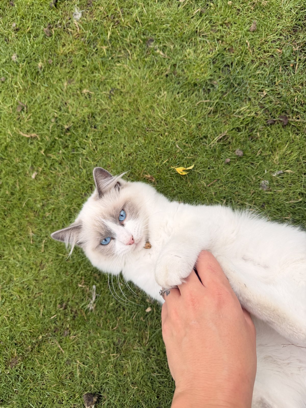 Shade, cool grass and a belly up cat in the summer garden